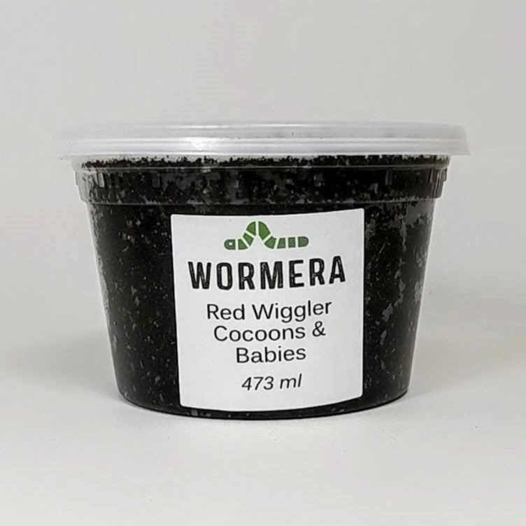 Red Wiggler Cocoons and babies 473ml