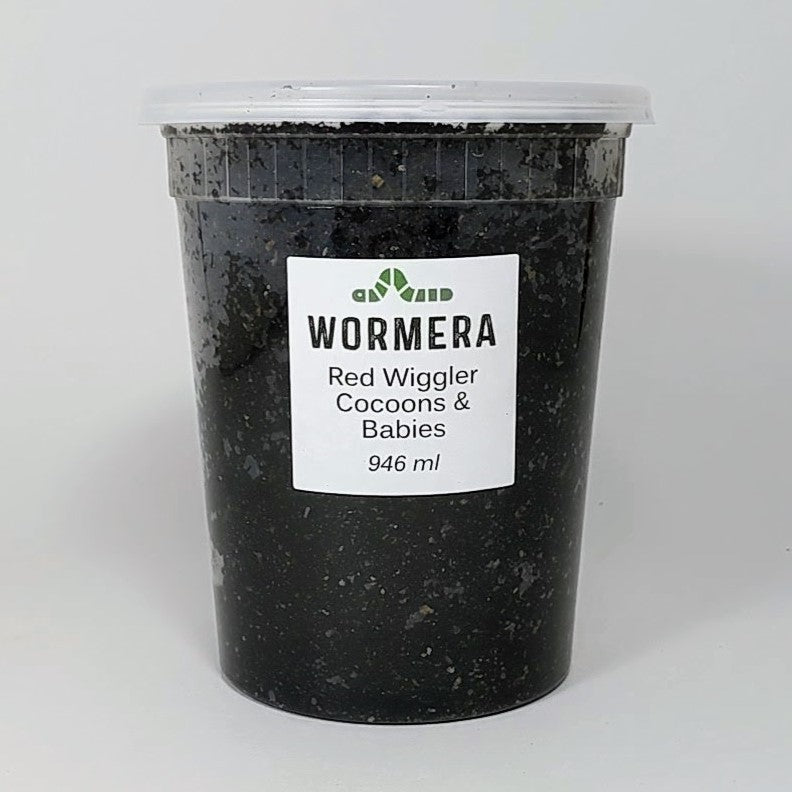 Red Wiggler Cocoons and babies 946ml