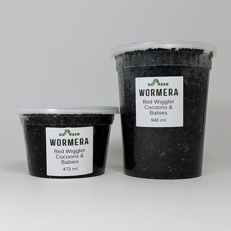 Red Wiggler Cocoons and babies