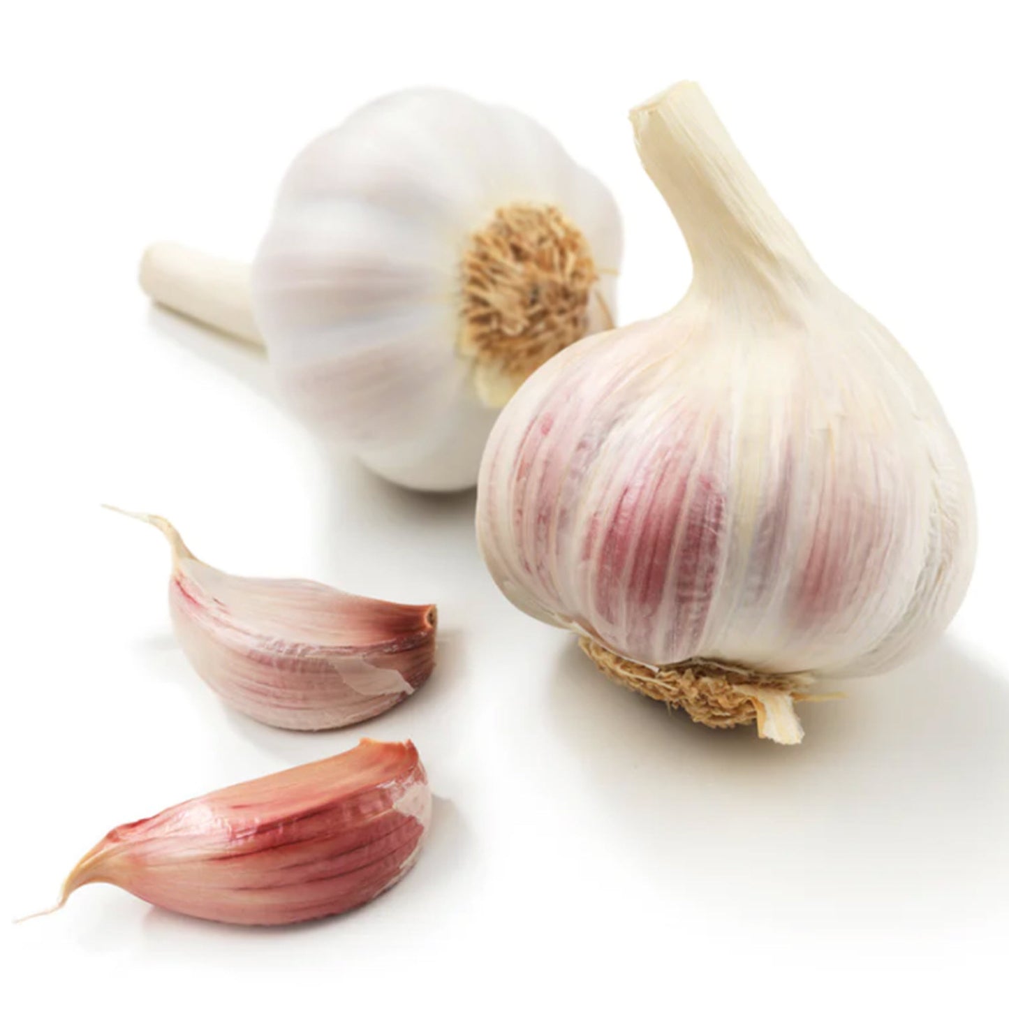 Music Garlic - 1 lb