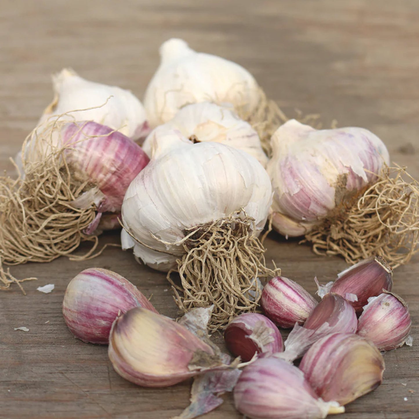 Red Russian Garlic - 1 lb