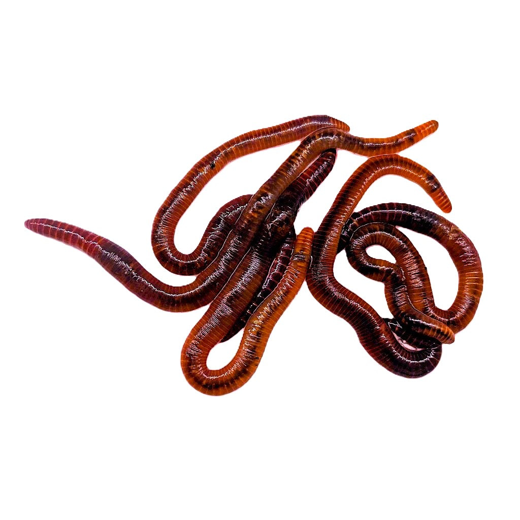 Red Wiggler Composting Worms
