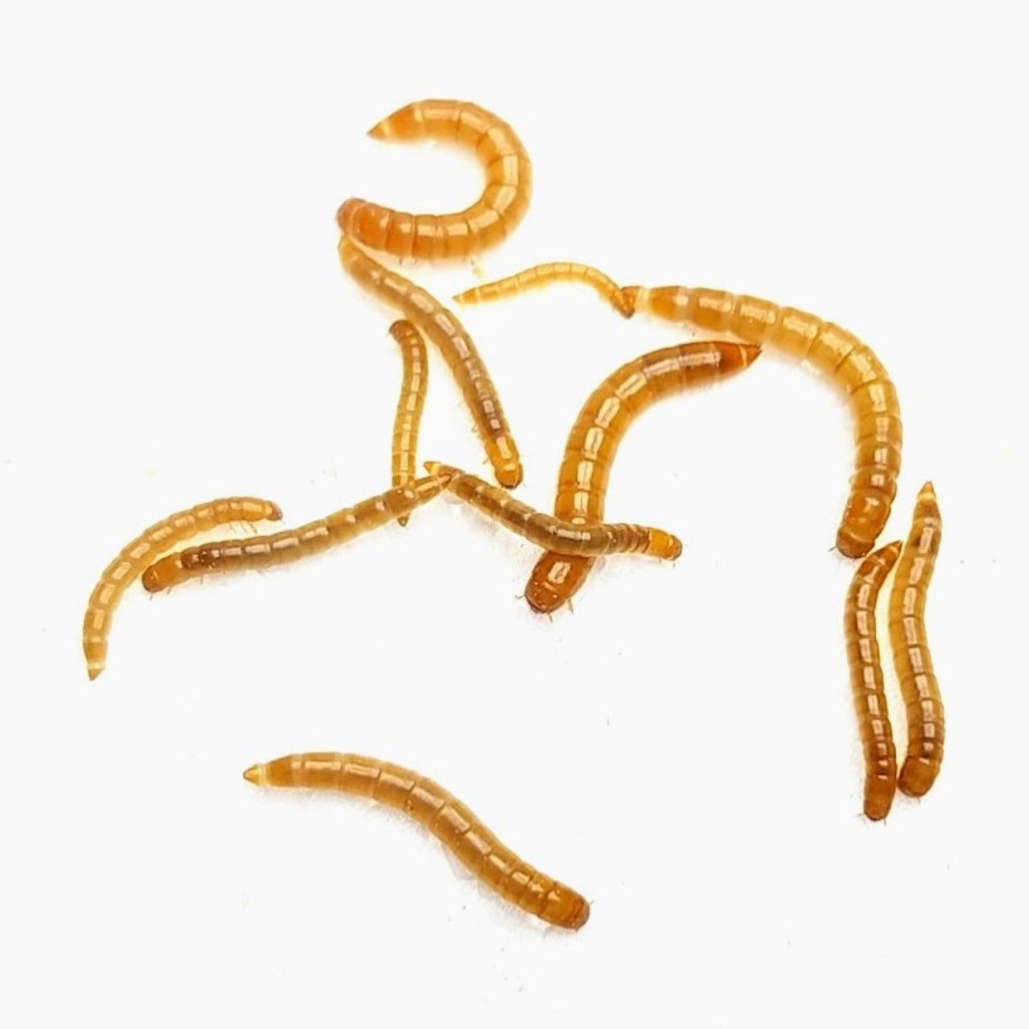 Small/Medium Mealworms