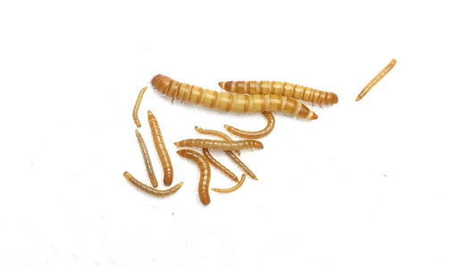 What Are Mealworms? A Biology, Life Cycle, & Species Overview