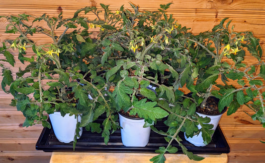 Healthy tomatoes grown with castings and frass.