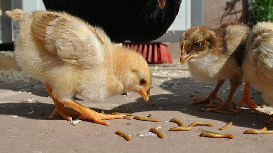 Chick eating mealworms