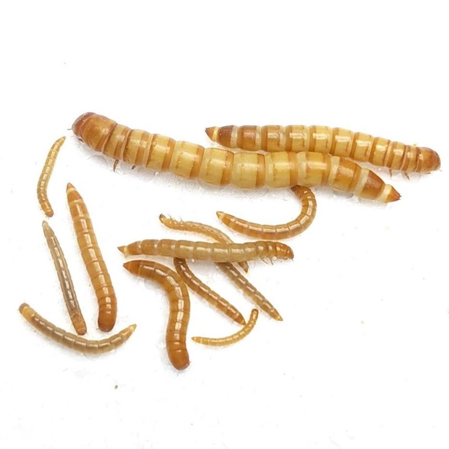 Mealworms and Mealworm Breeding Farm Kits