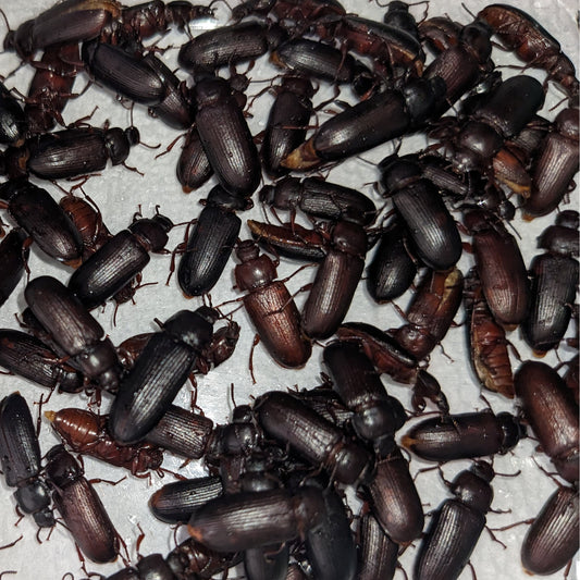 Beetles (Feeder)