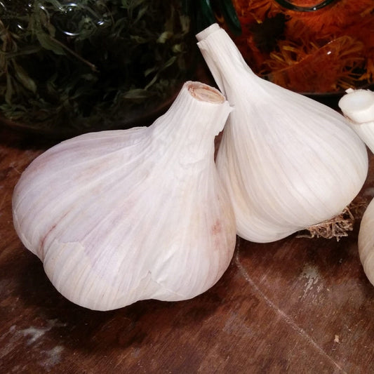 Mennonite Garlic - 1 lb