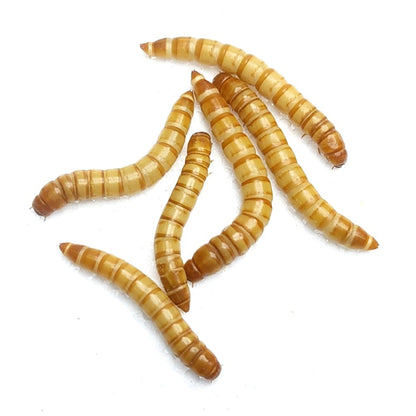 Close up picture of large live mealworms