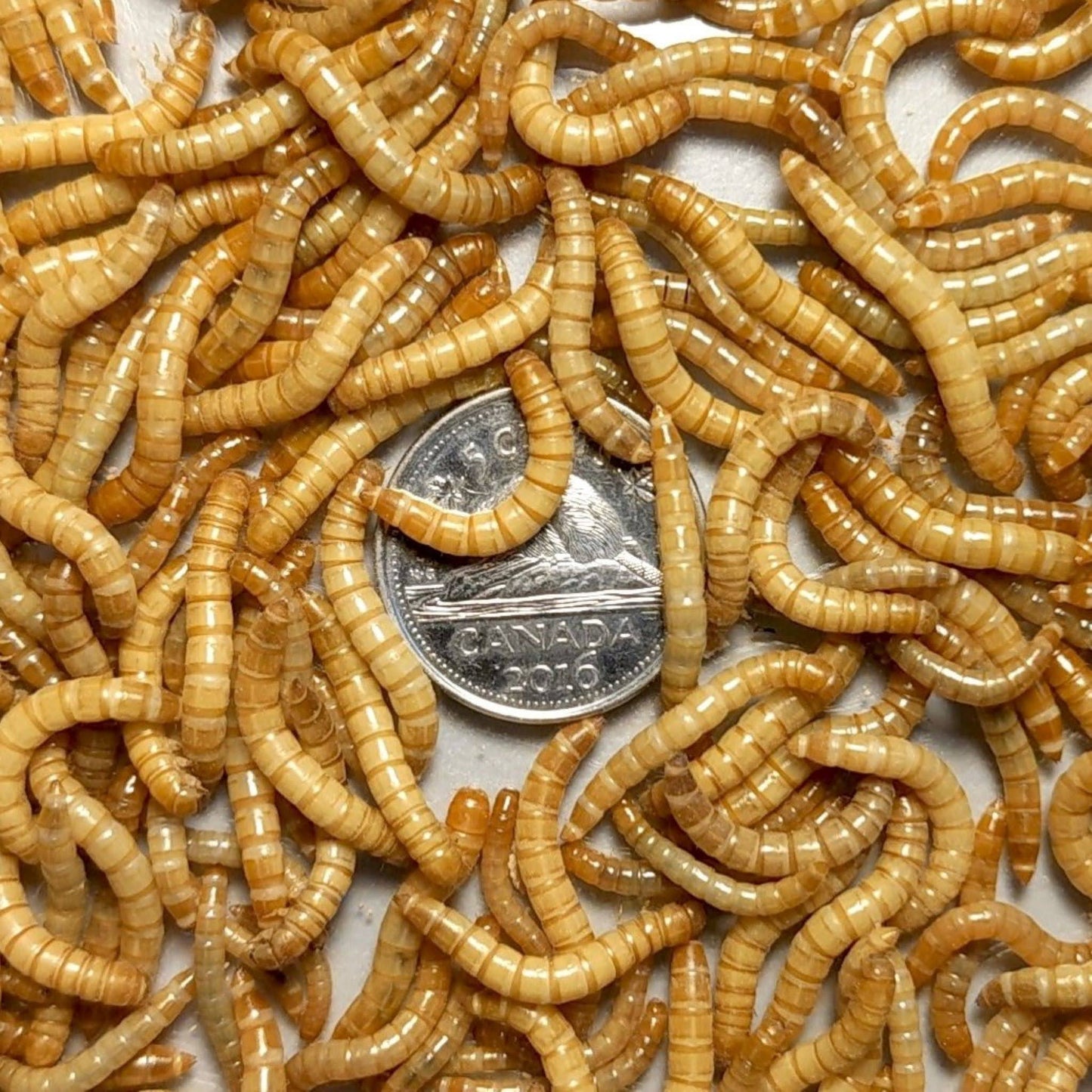 Close up of mealworms with a Canadian nickel for size reference.