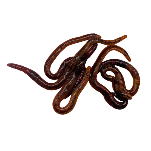 Red Wiggler Composting Worms