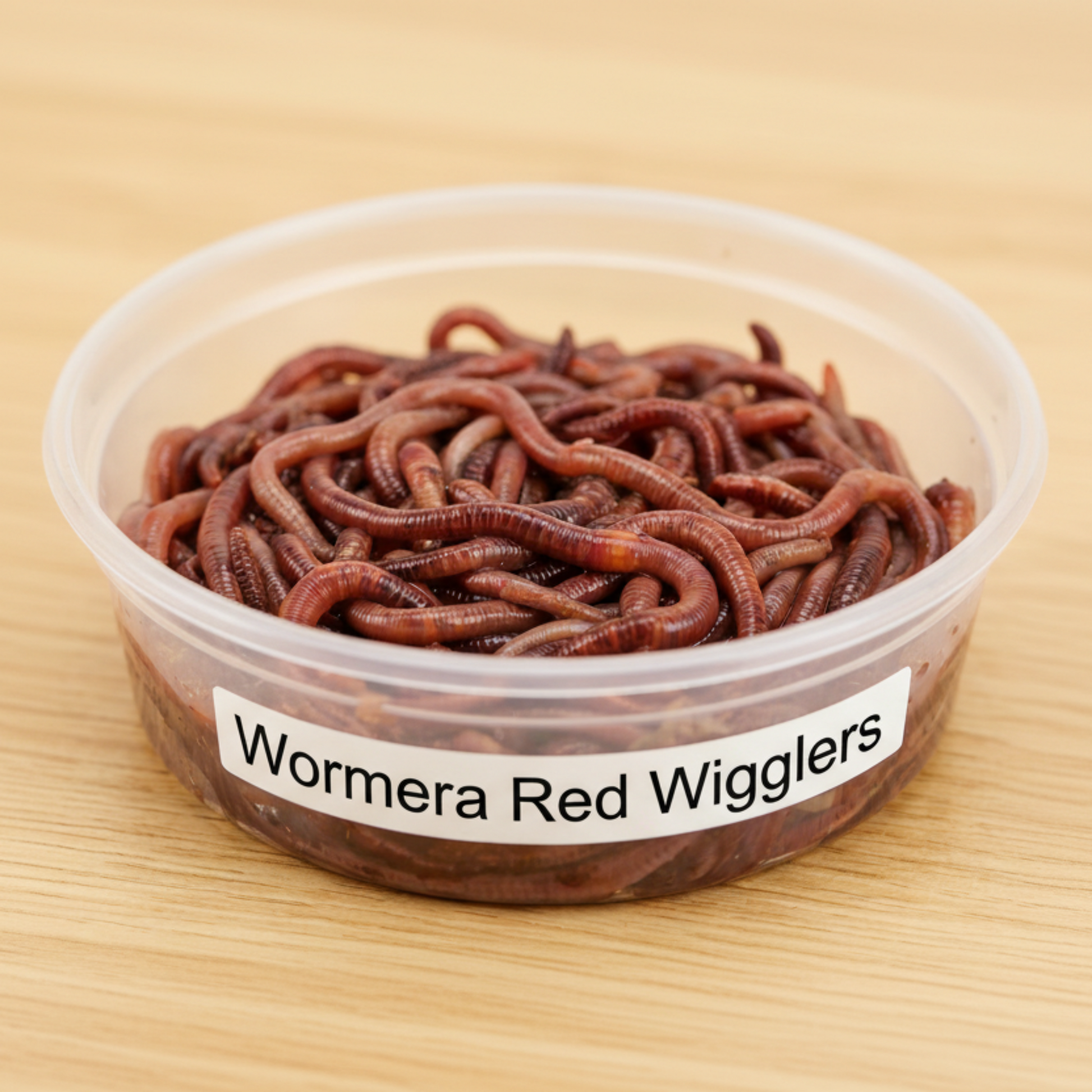 Container of Wormera Red Wrigglers on a wooden surface