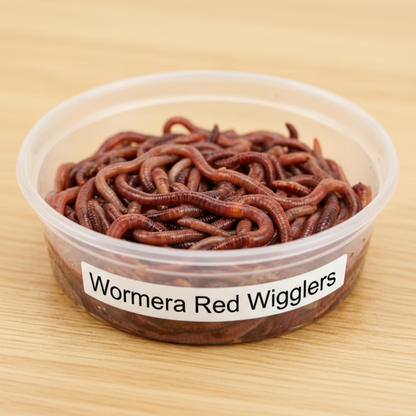 Container of Wormera Red Wrigglers on a wooden surface