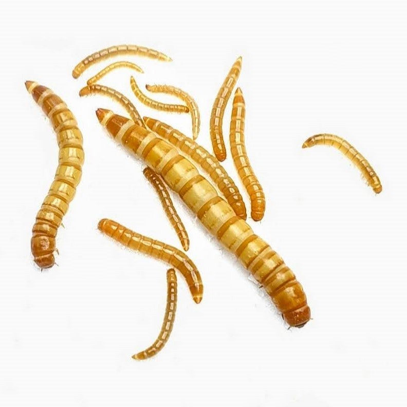 Small/Medium Mealworms