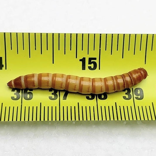 Extra-Large Mealworms