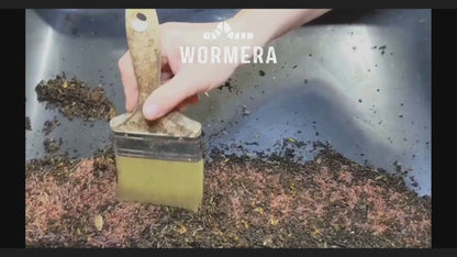Red Wiggler Composting Worms