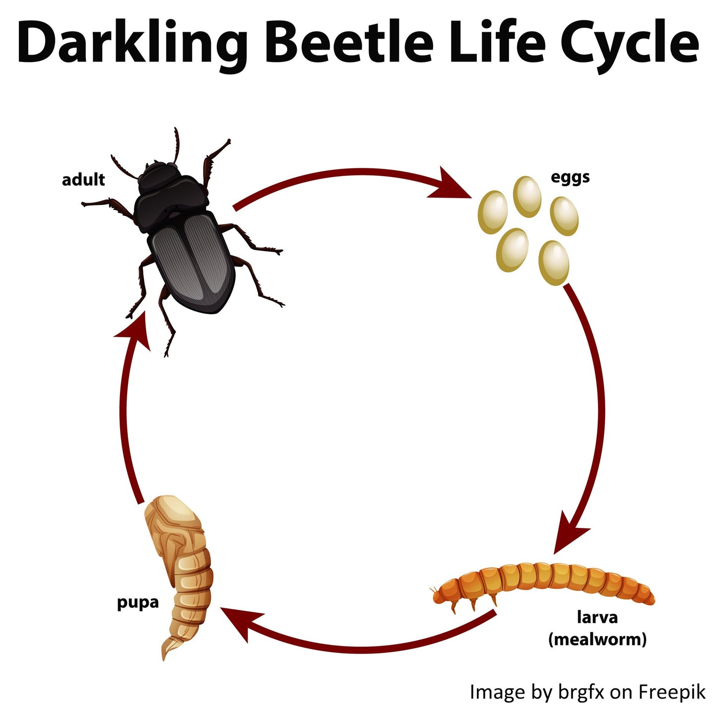 Darkling beetle lifecycle.