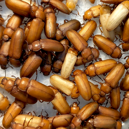 Close-up of freshly moulted beetles.