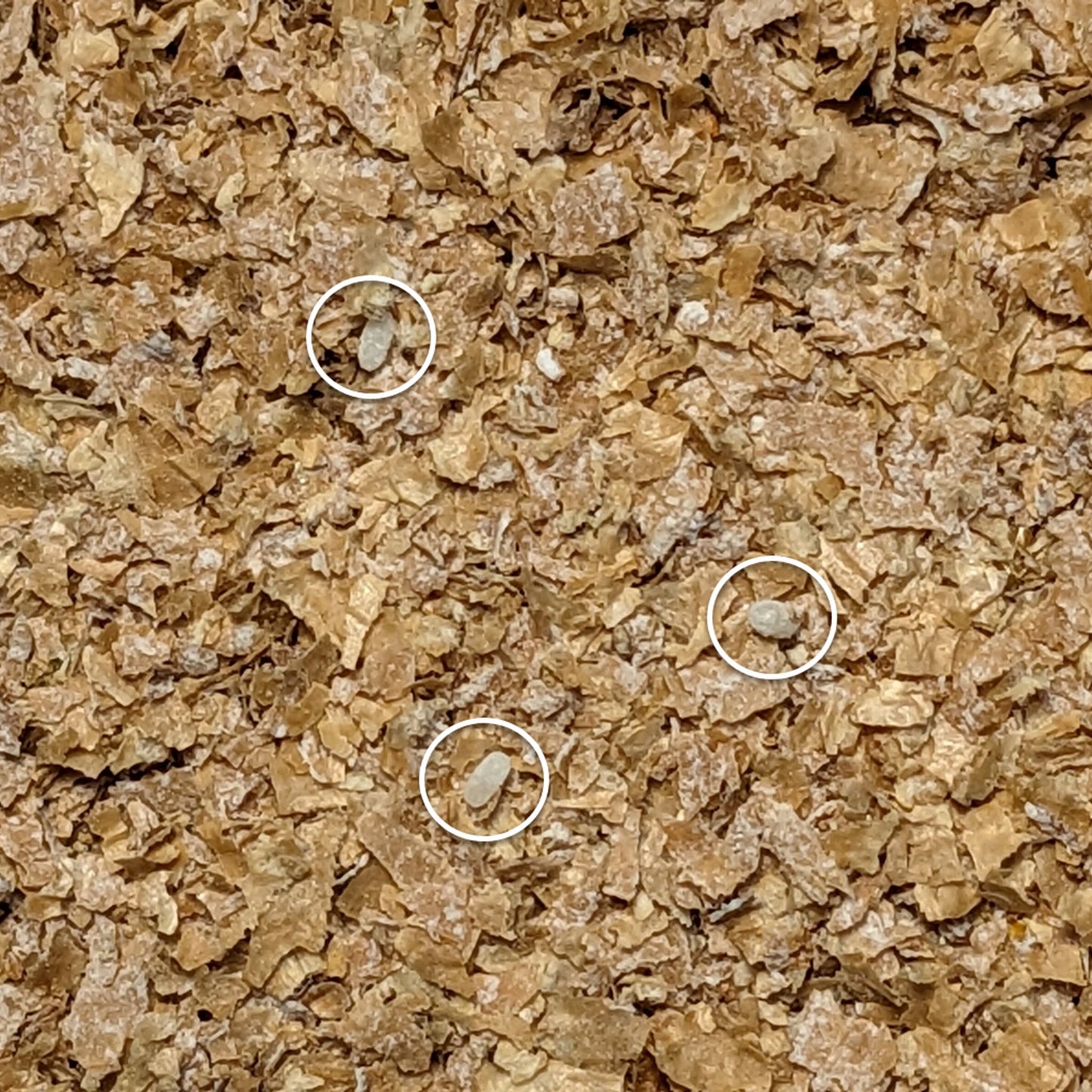 Close-up of mealworm eggs.