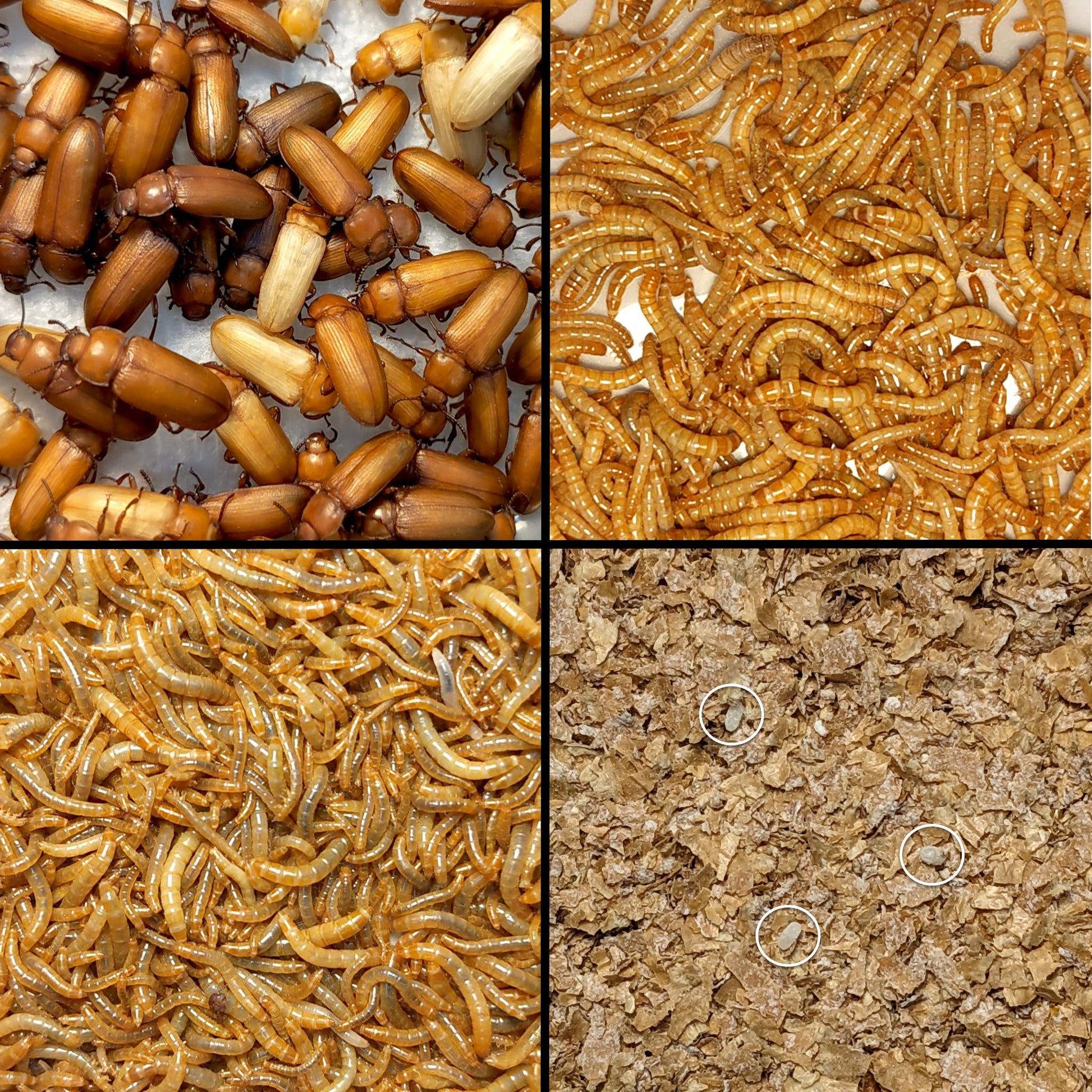 Close-up of beetles, worms and eggs in mealworm kits