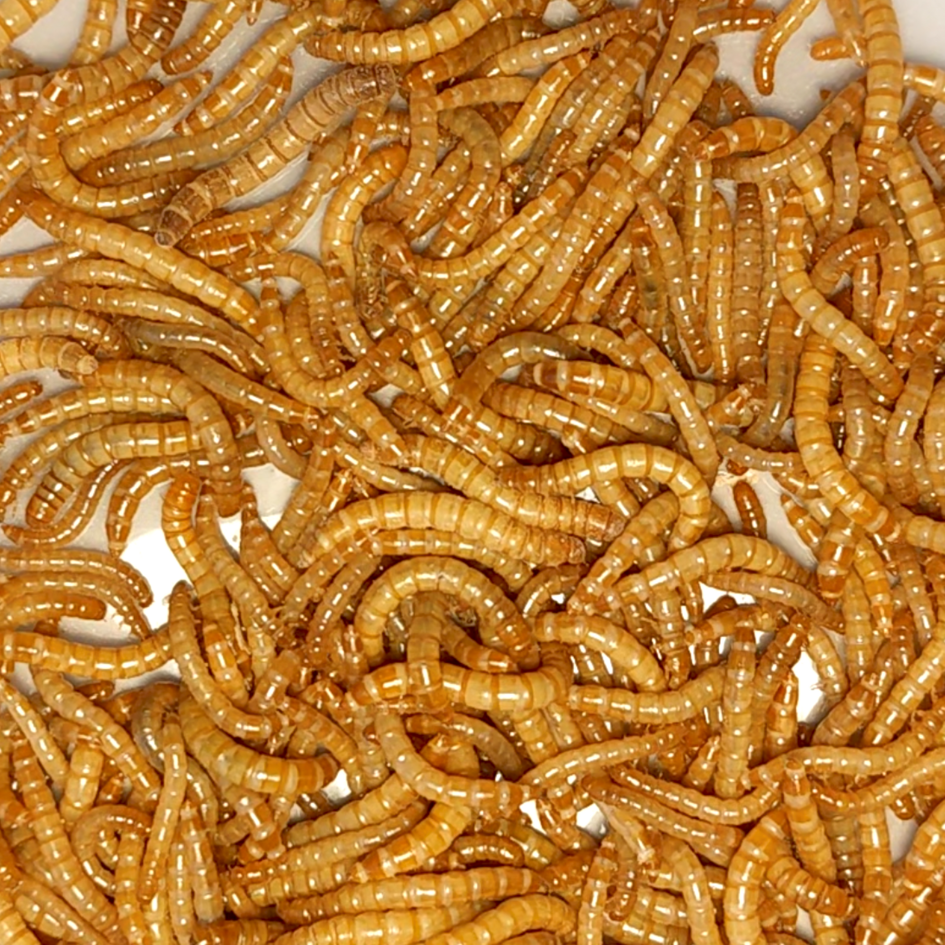 Close-up of large mealworms.