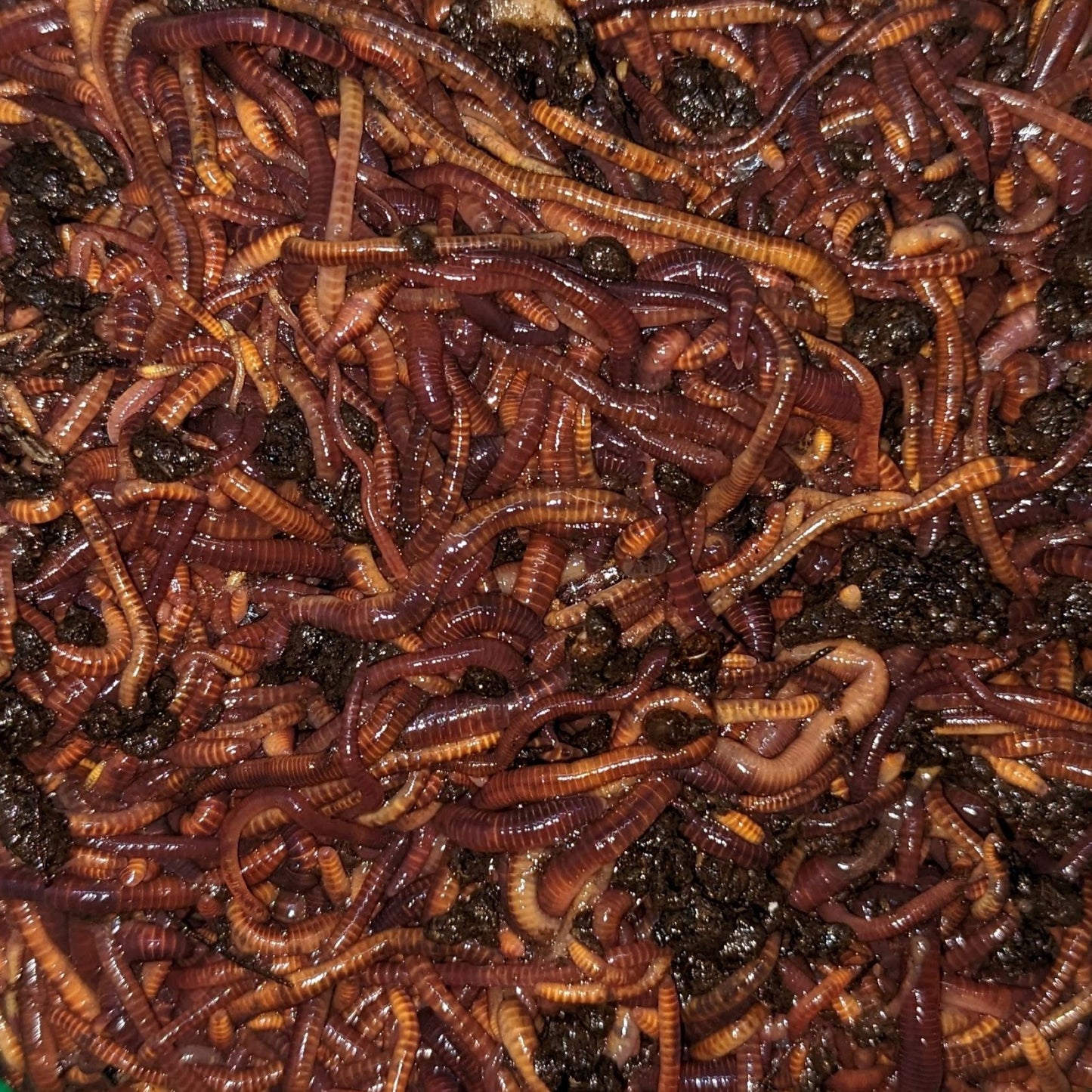 Red Wiggler Composting Worms - 1 lb