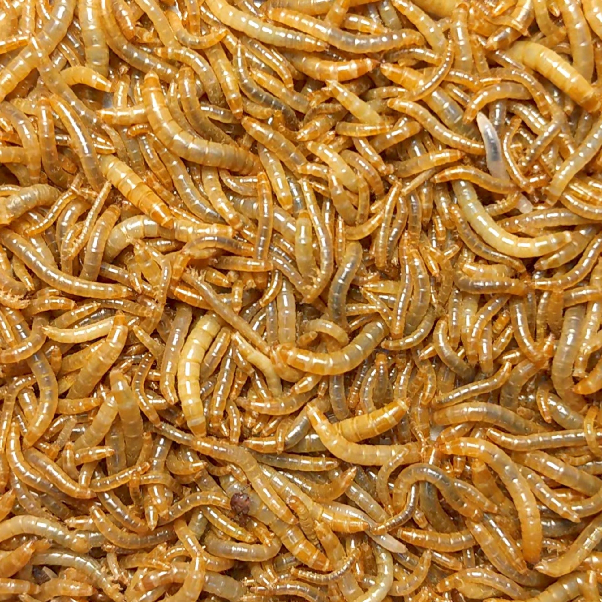 Close-up of small to medium mealworms.